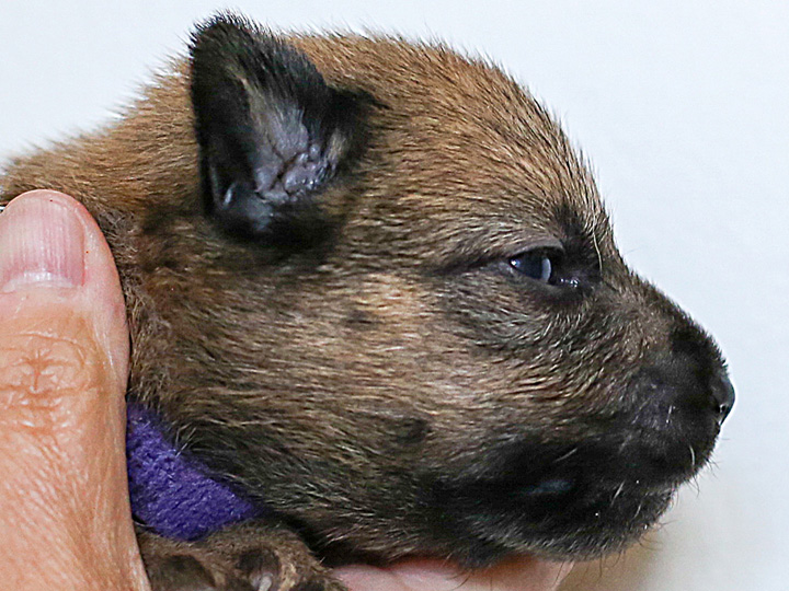 chinook puppy